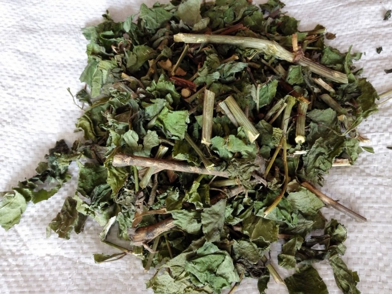 Красавка белладонна фото