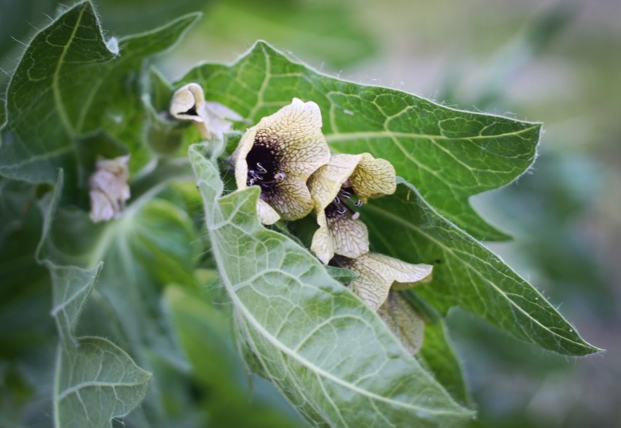 Белладонна растение раскраска