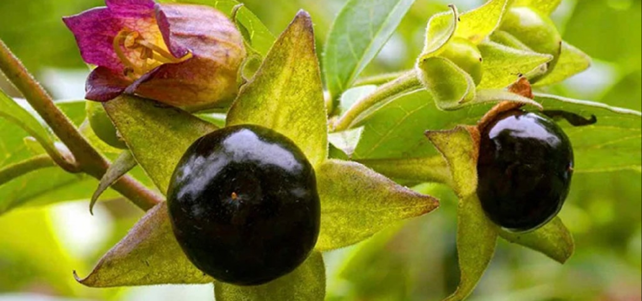 Белладонна Пасленовые