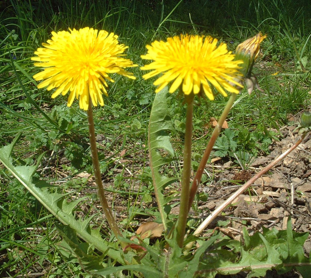 Одуванчик лекарственный - Taraxacum officinale Wigg. S. 1.: