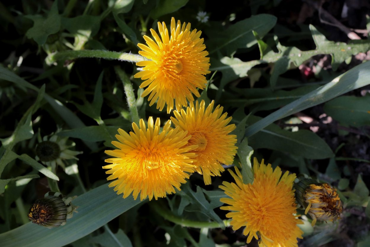 Taraxacum officinale Wigg.