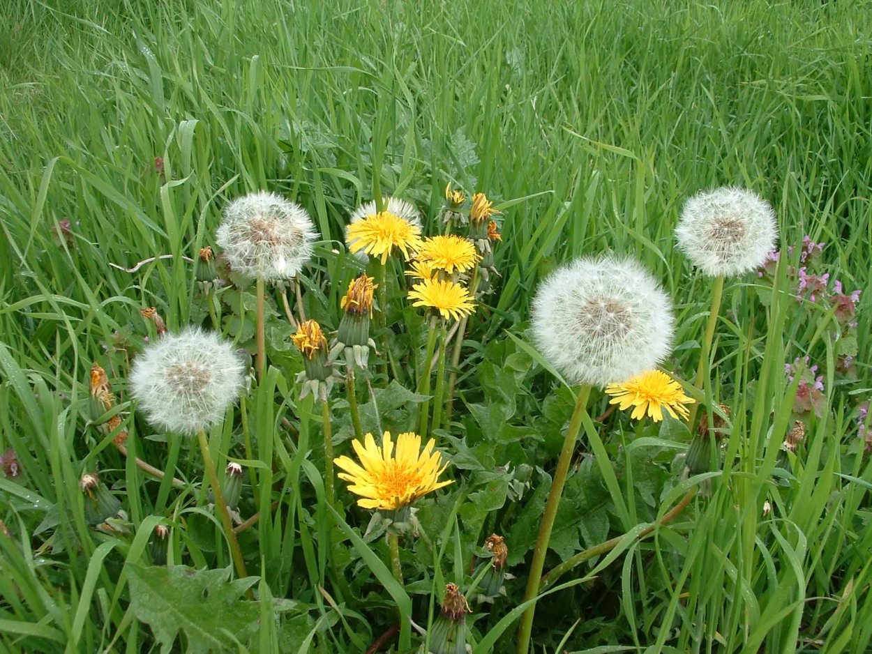 Одуванчик лекарственный- Taraxacum officinale web.