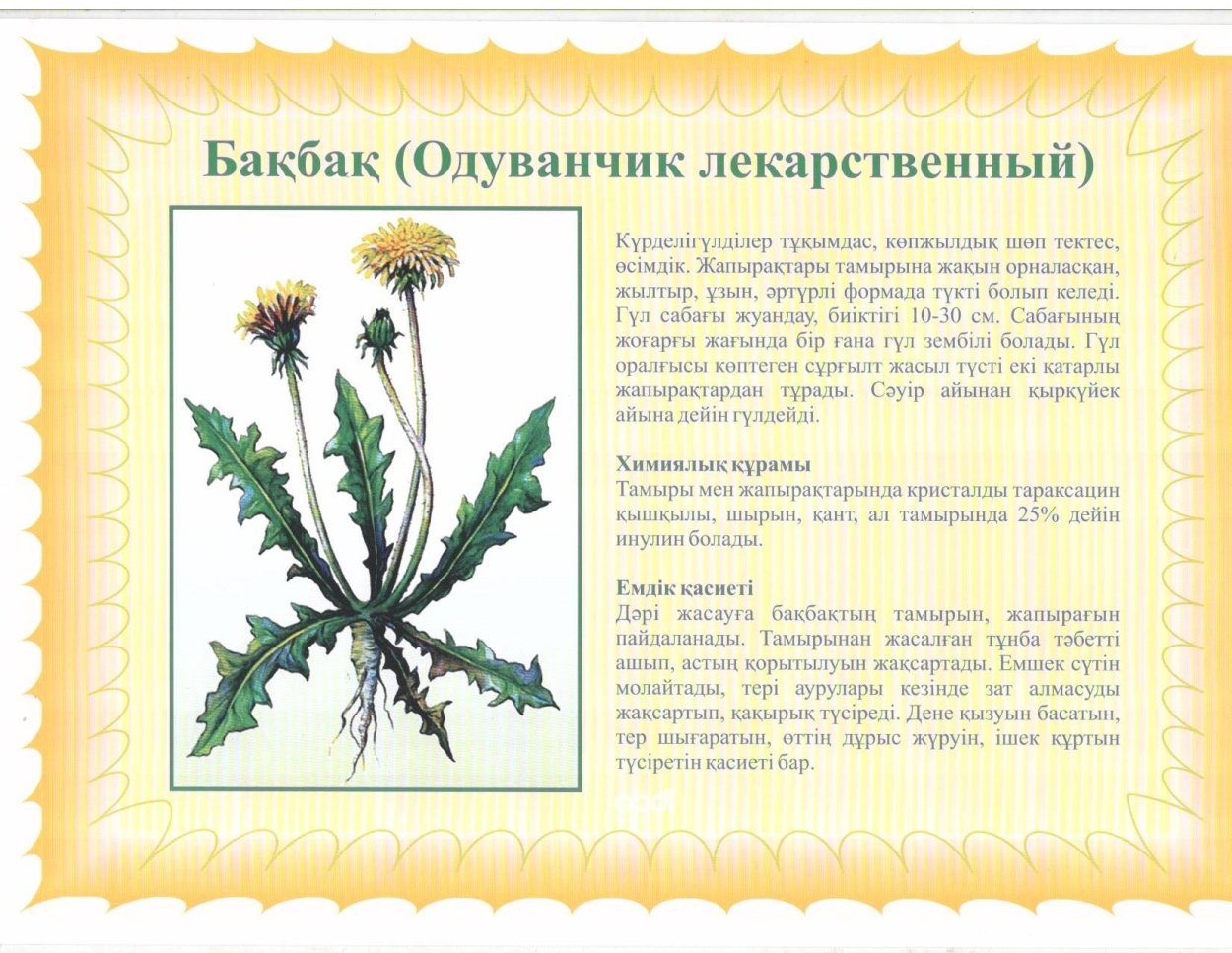 Лекарственные растения с описанием для детей