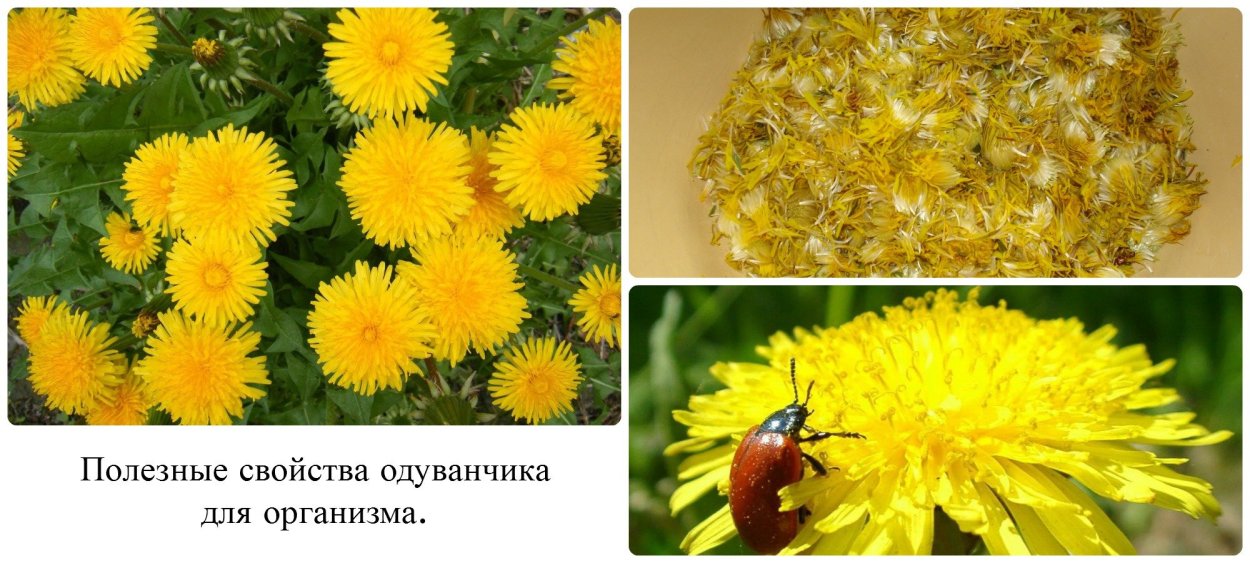 Лекарственные свойства одуванчика