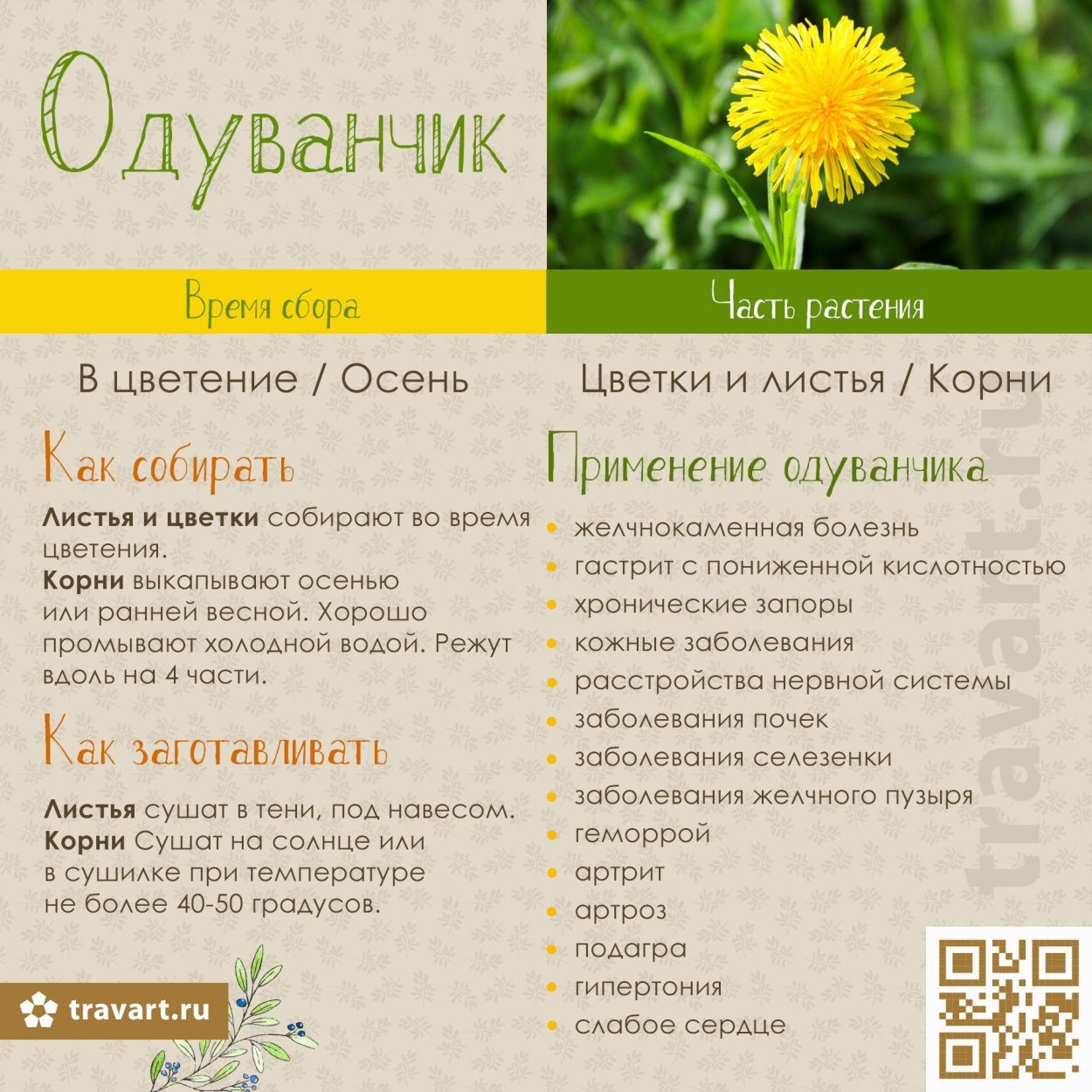 Одуванчик полезное растение