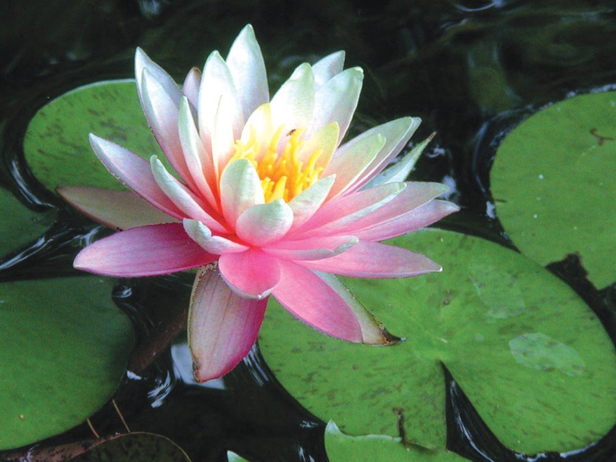 Лилия Лотус дримс (Lotus Dreams) 2 шт