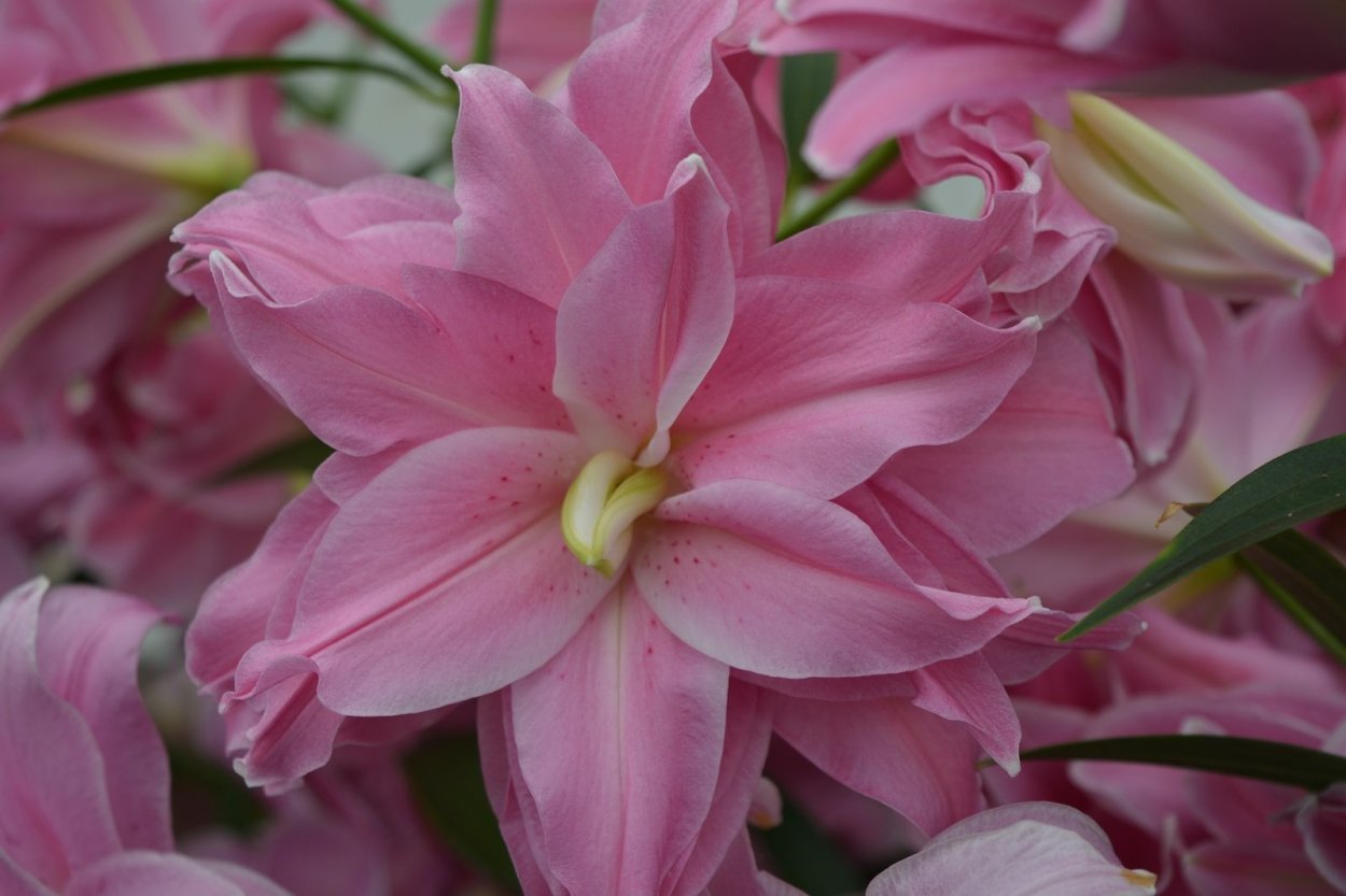 Лилия Lotus Queen