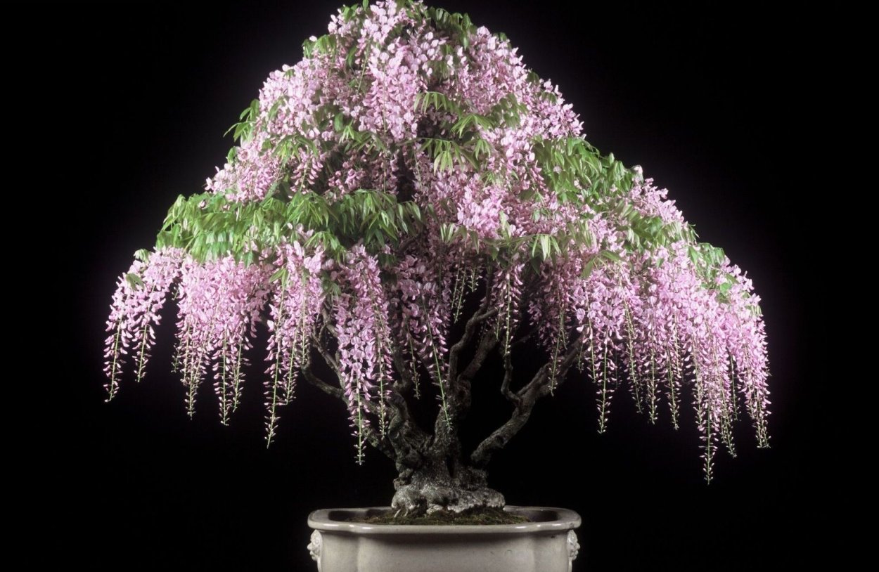 Bonsai Wisteria floribunda