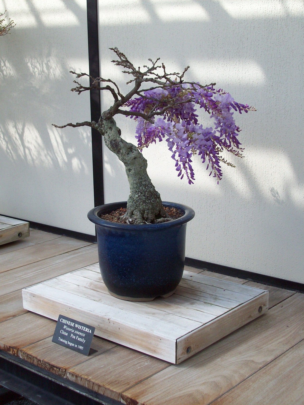 Wisteria sinensis Bonsai