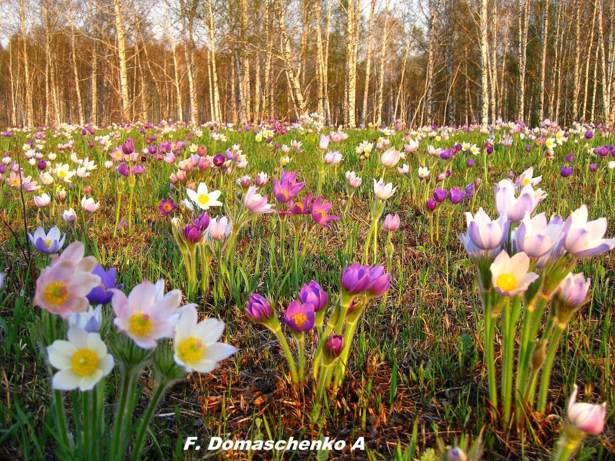 Пролеска Цветущая Поляна