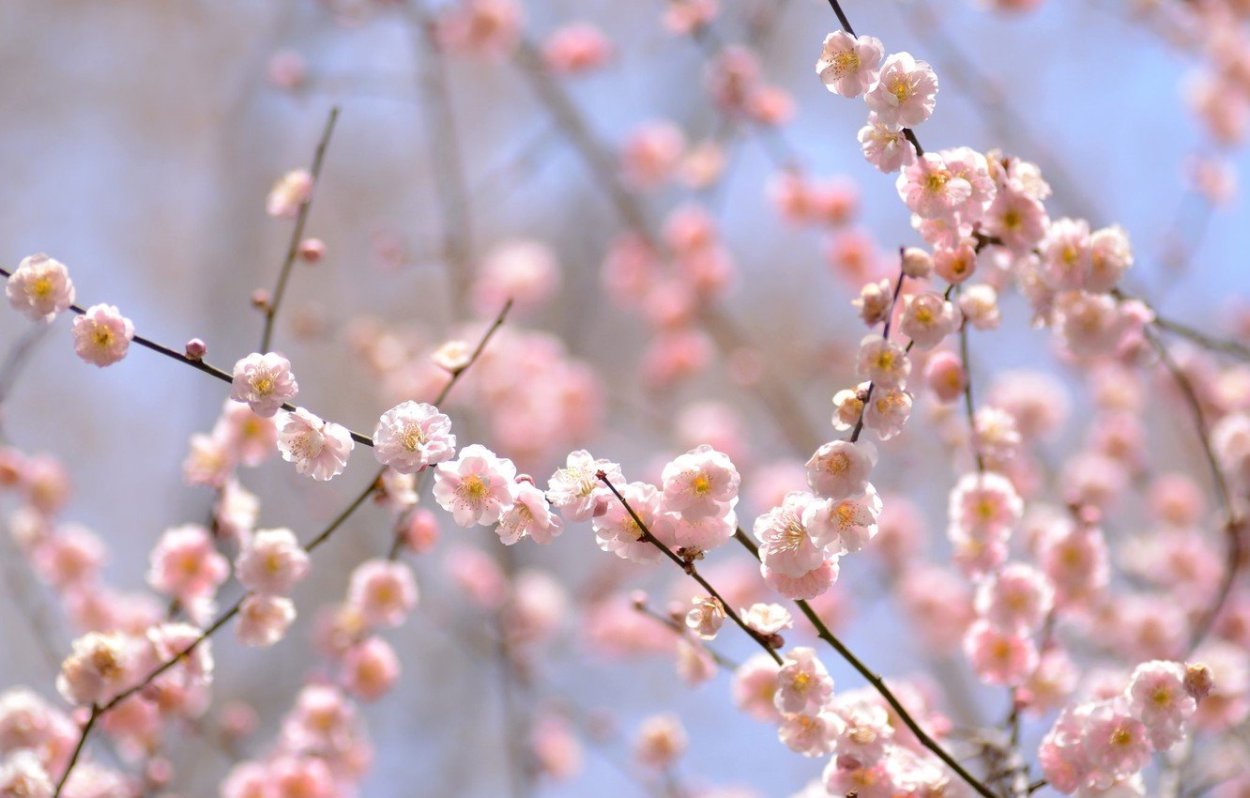 Нежные весенние веточки