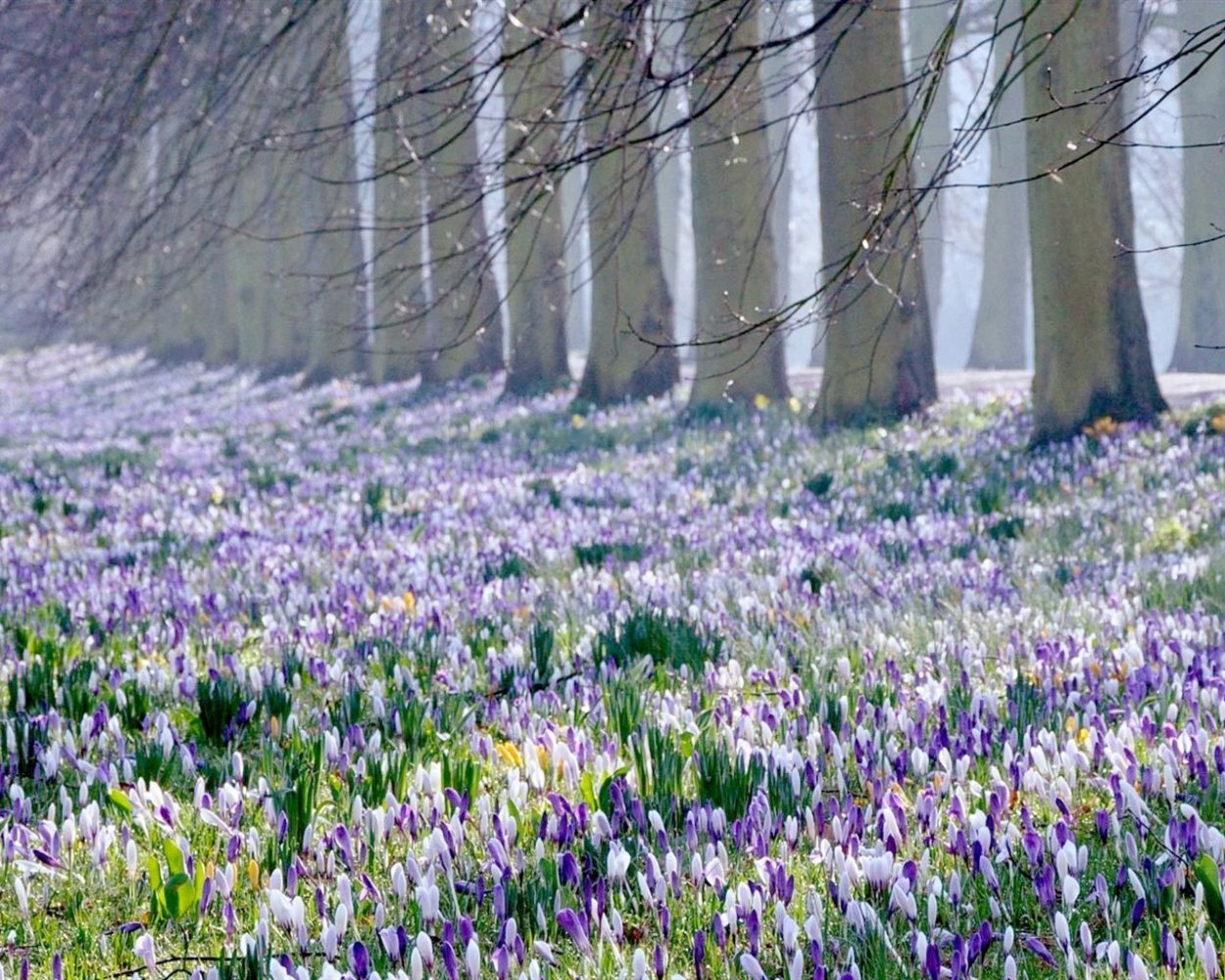 Пролеска Цветущая Поляна