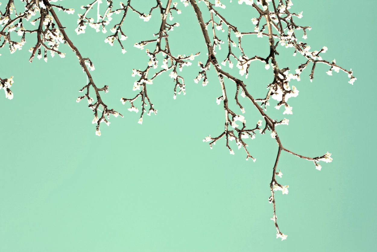 Весенние ветки деревьев