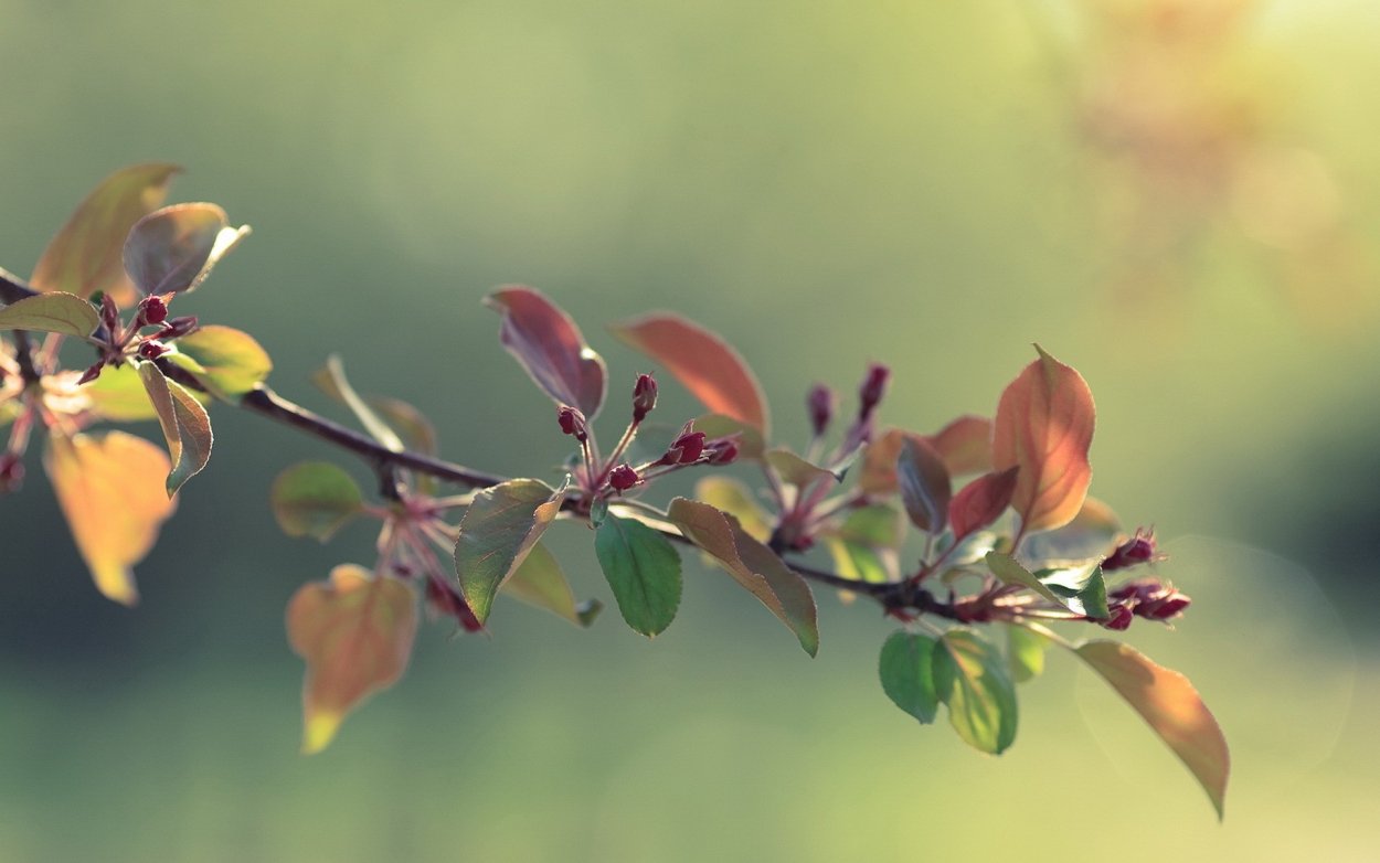 Красивые ветки деревьев