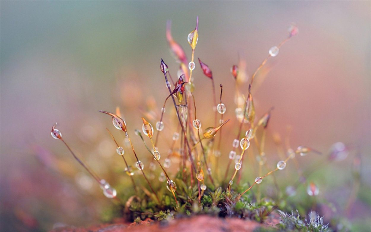 Пейзаж Макросъемка