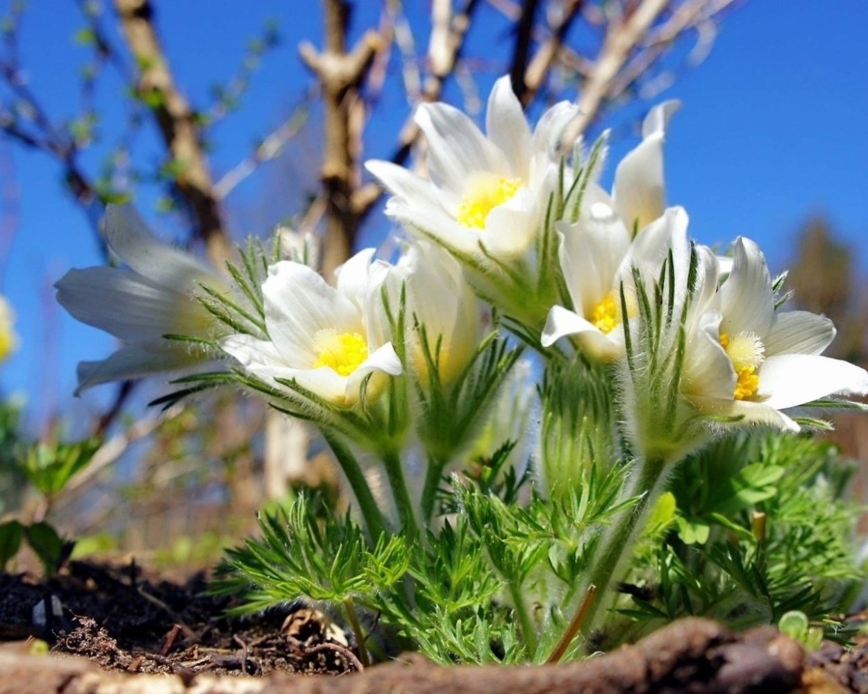 Подснежники эдельвейсы