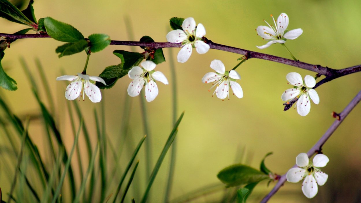 Обои Весна 1600х900