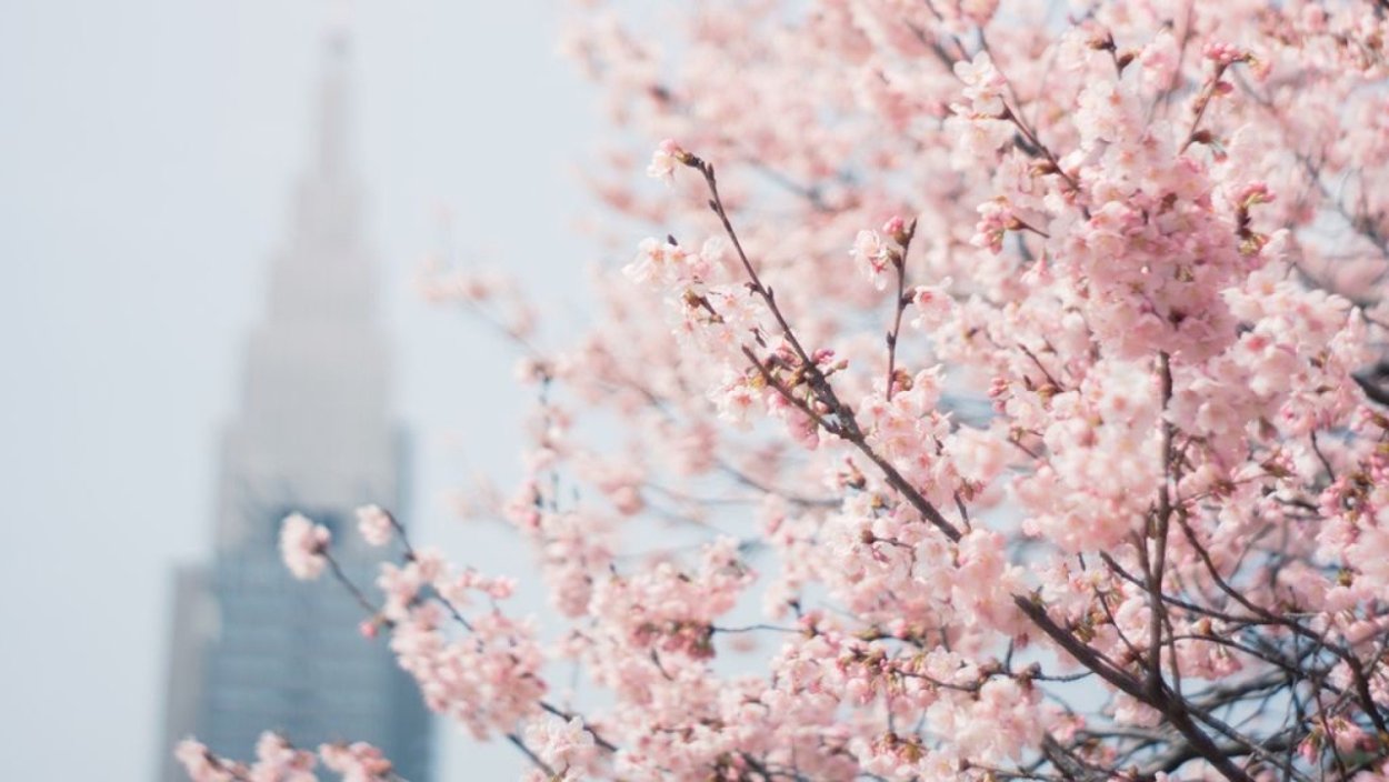 Сакура Эстетика