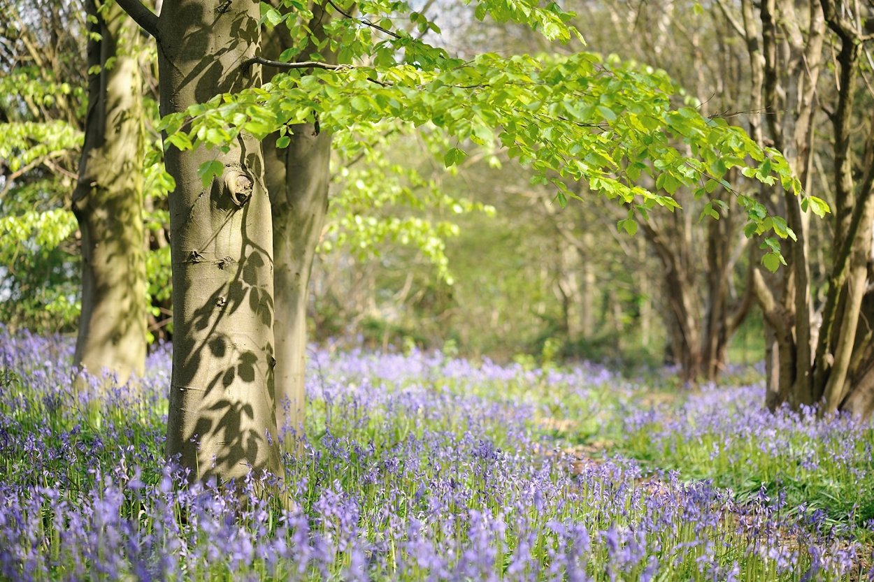 Весна в лесу