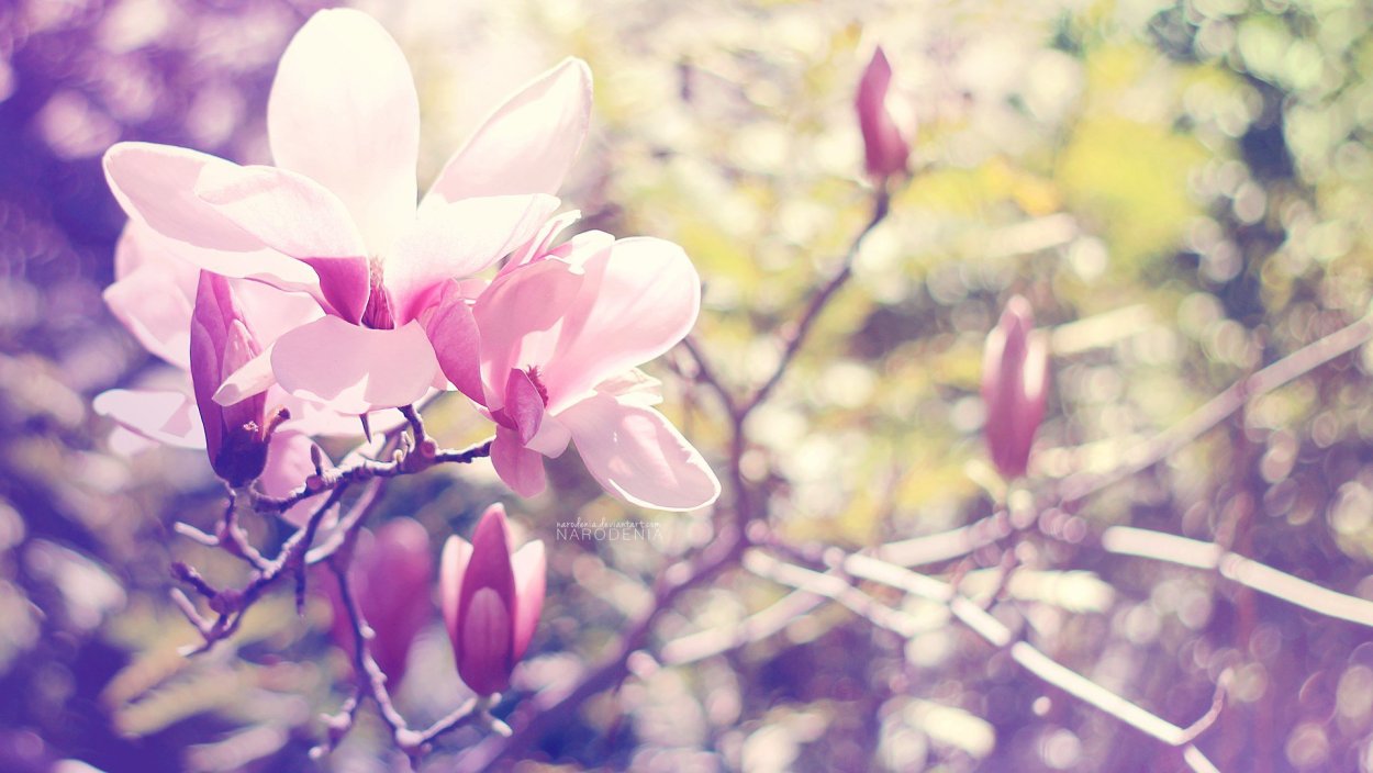 Магнолия фиолетовая