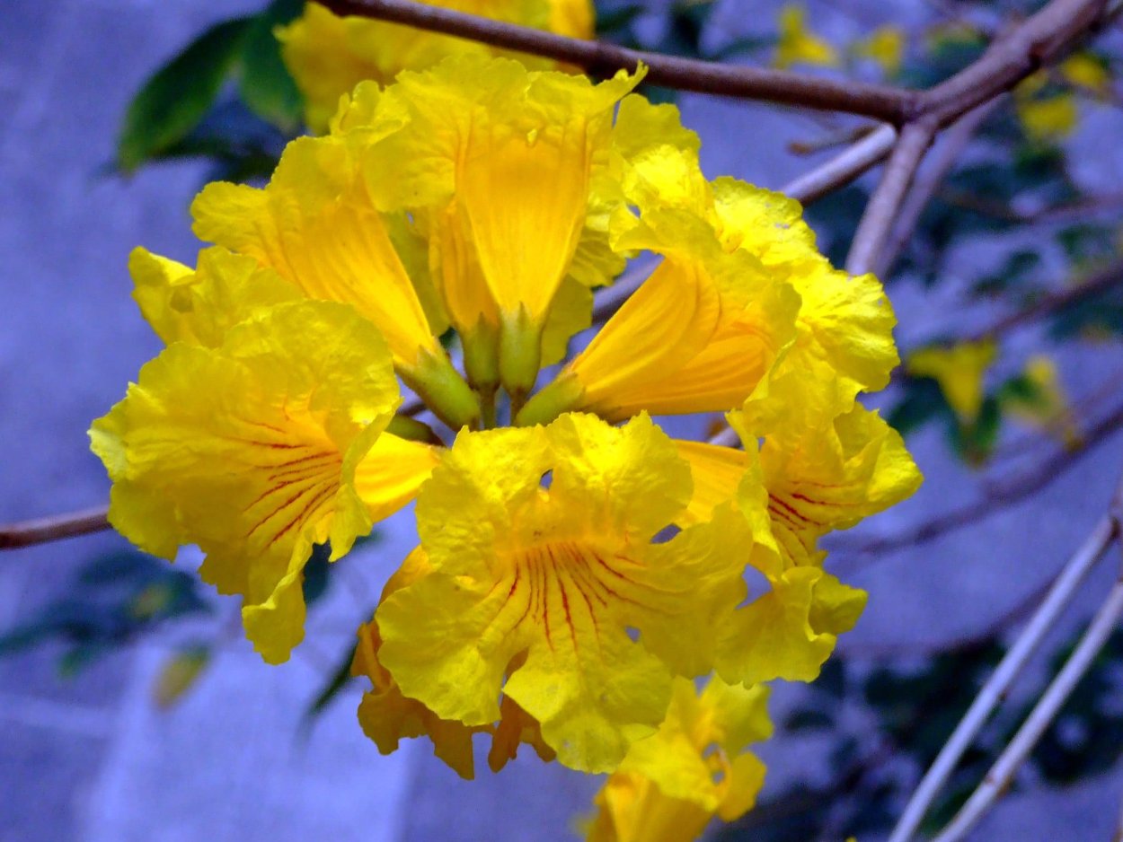 Tabebuia chrysantha