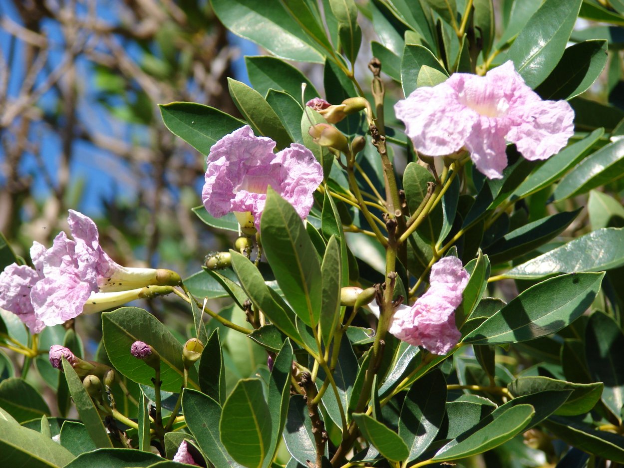 Tabebuia heterophylla