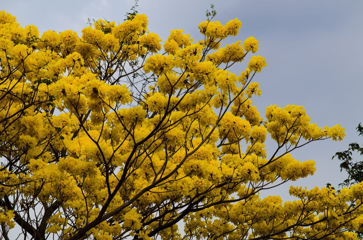 Табебуйя золотистая (Tabebuia chrysotricha)
