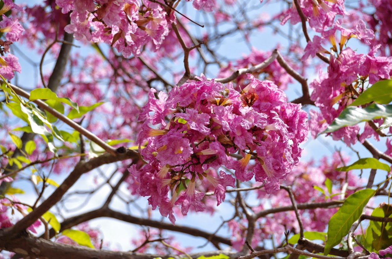 Табебуйя розовый Лапачо Tabebuia avellanedae муравьиное дерево