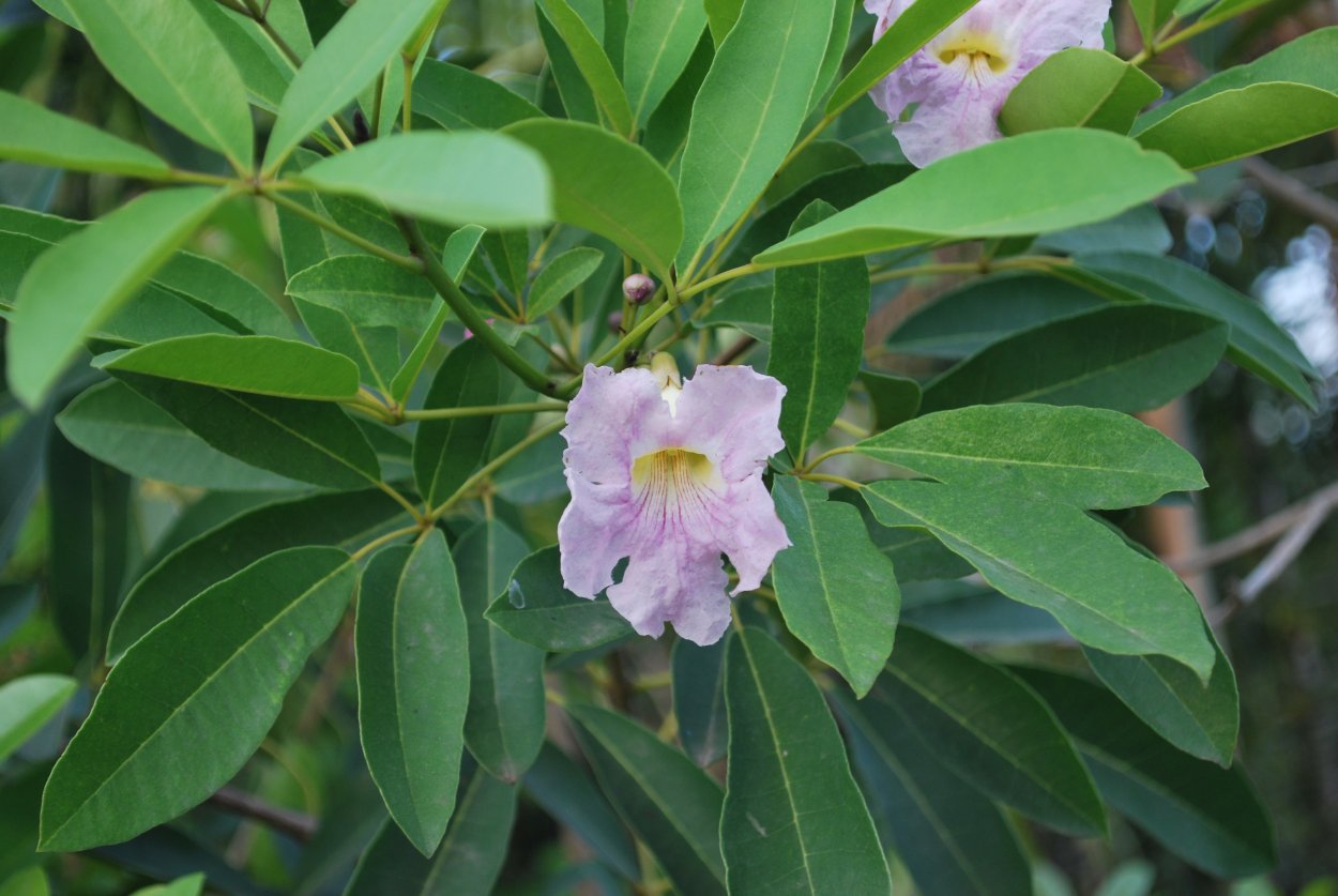 Tabebuia heptaphylla