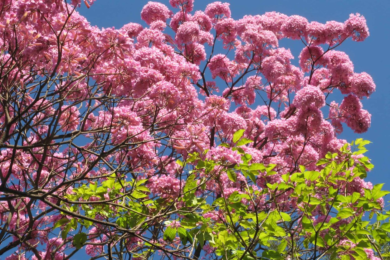 Tabebuia impetiginosa