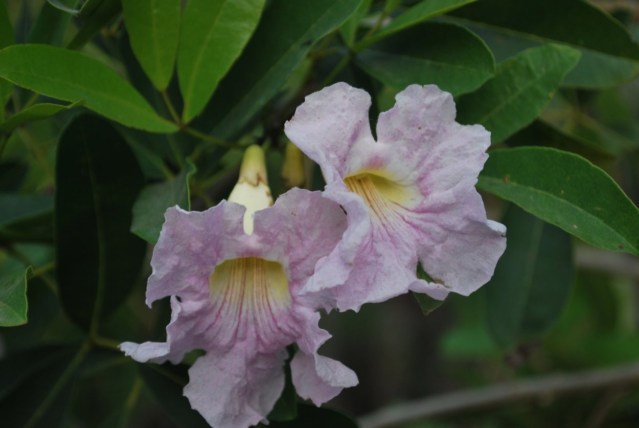 Tabebuia angustata