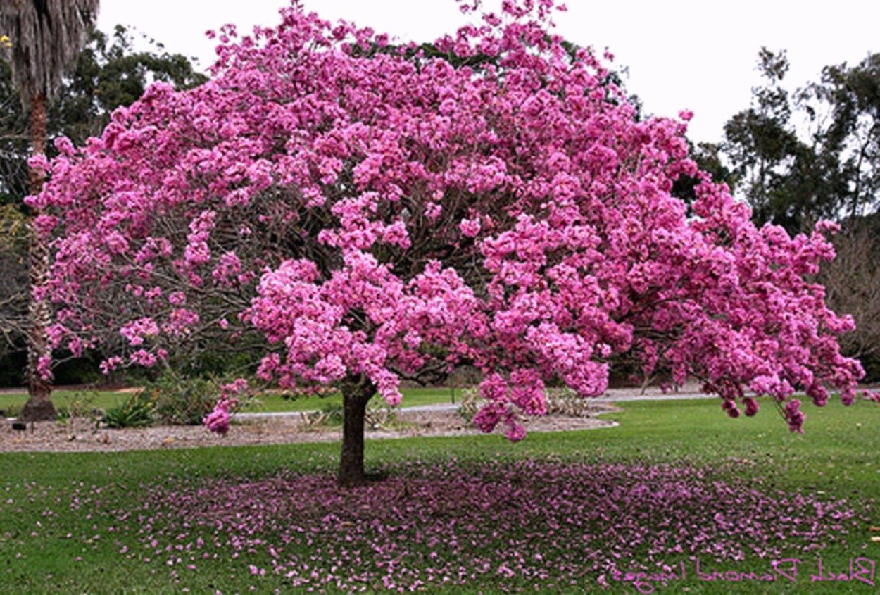 Табебуйя розовая (Tabebuia rosea)
