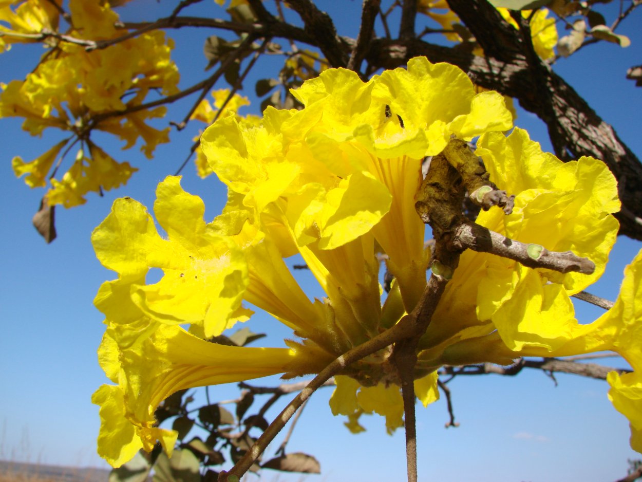 Tabebuia Caraiba плод
