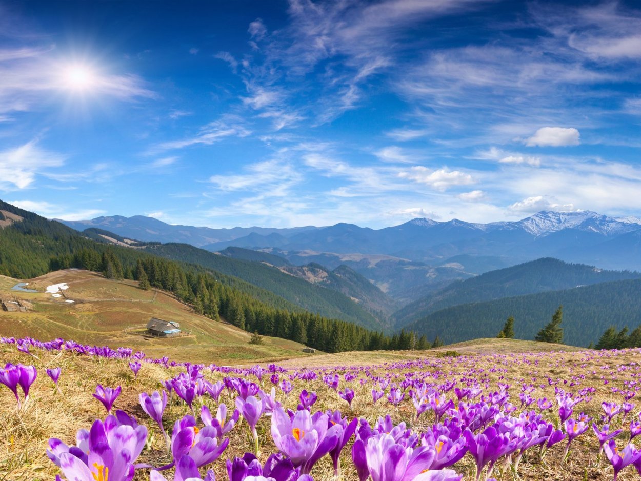 Альпийские Луга Швейцария