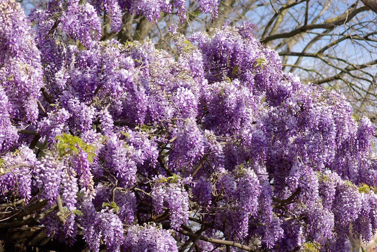 Wisteria sinensis Глициния китайская