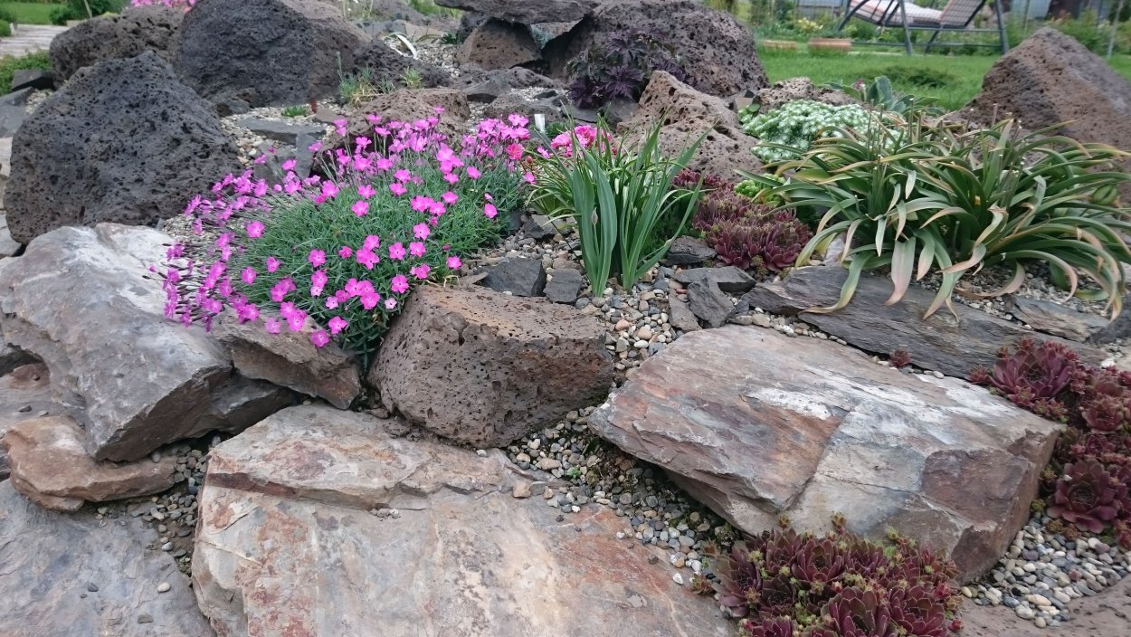 Камнеломка oppositifolia