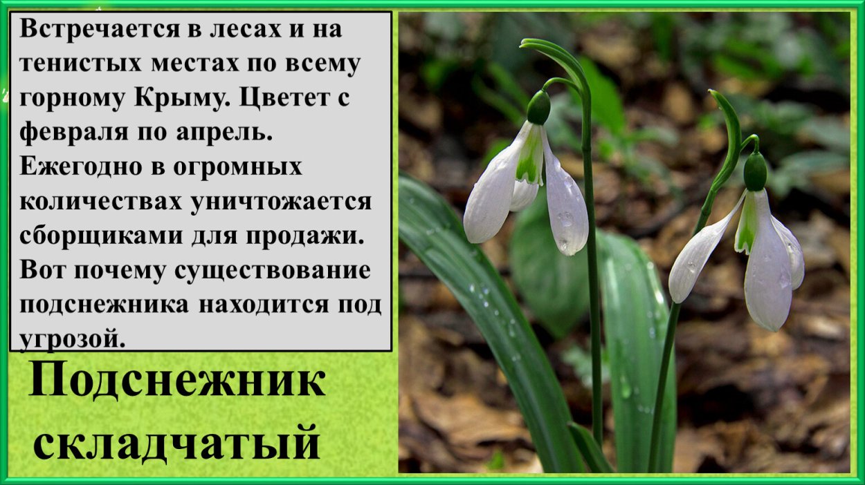 Растения из красной книги Подснежник складчатый