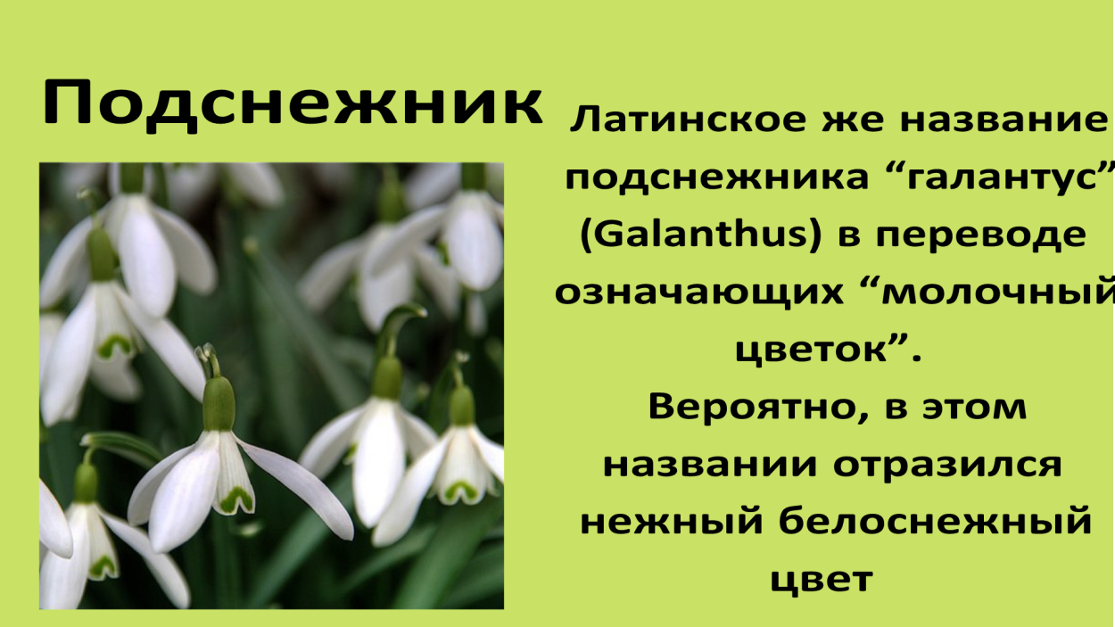 Подснежник описание. Подснежник широколистный описание. Информация о подснежнике. Растения красной книги Подснежник. Подснежник презентация.