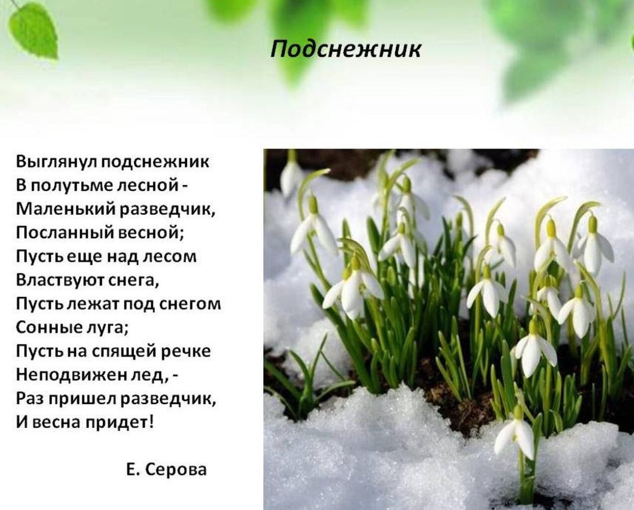 Е Серова Подснежник