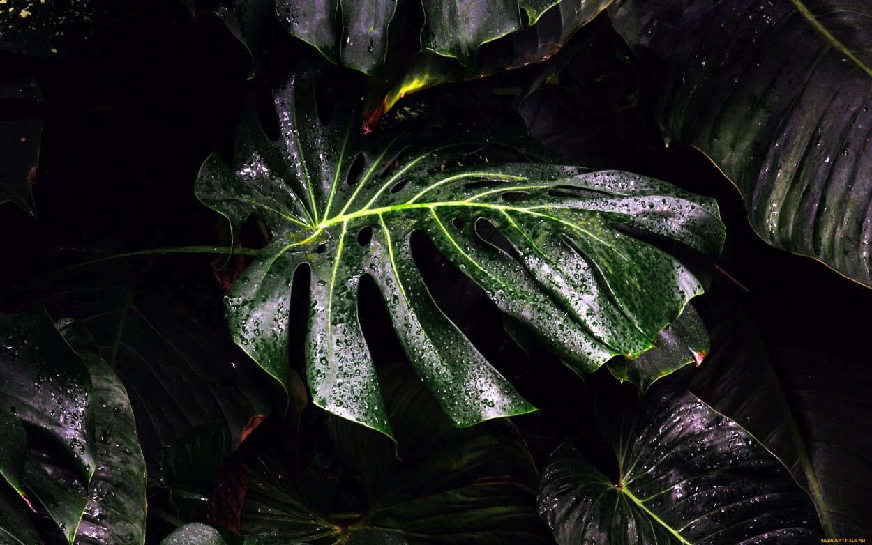Monstera tuberculata