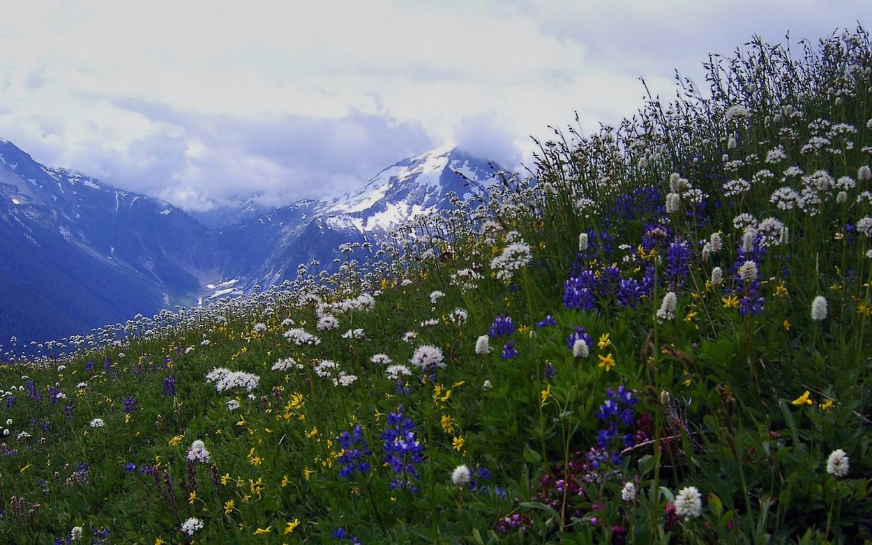 Субальпийские и Альпийские Луга в Швейцарии