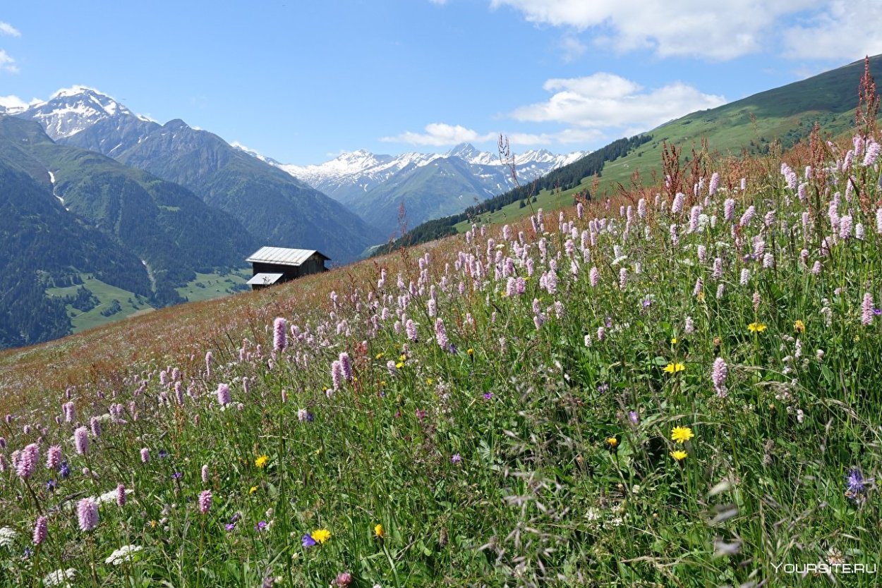Плато Укок Альпийские Луга