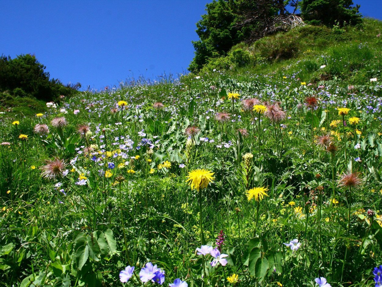 Альпийские Луга Италии