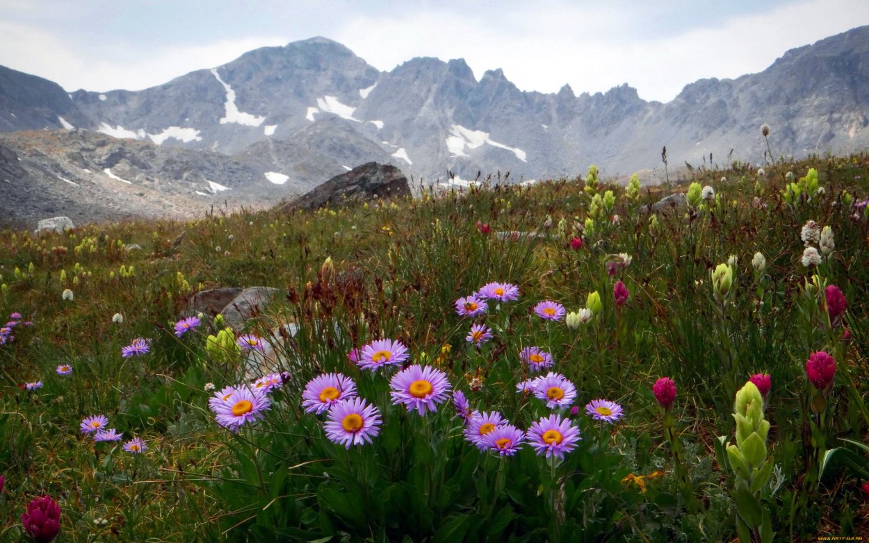 Норвегия луг