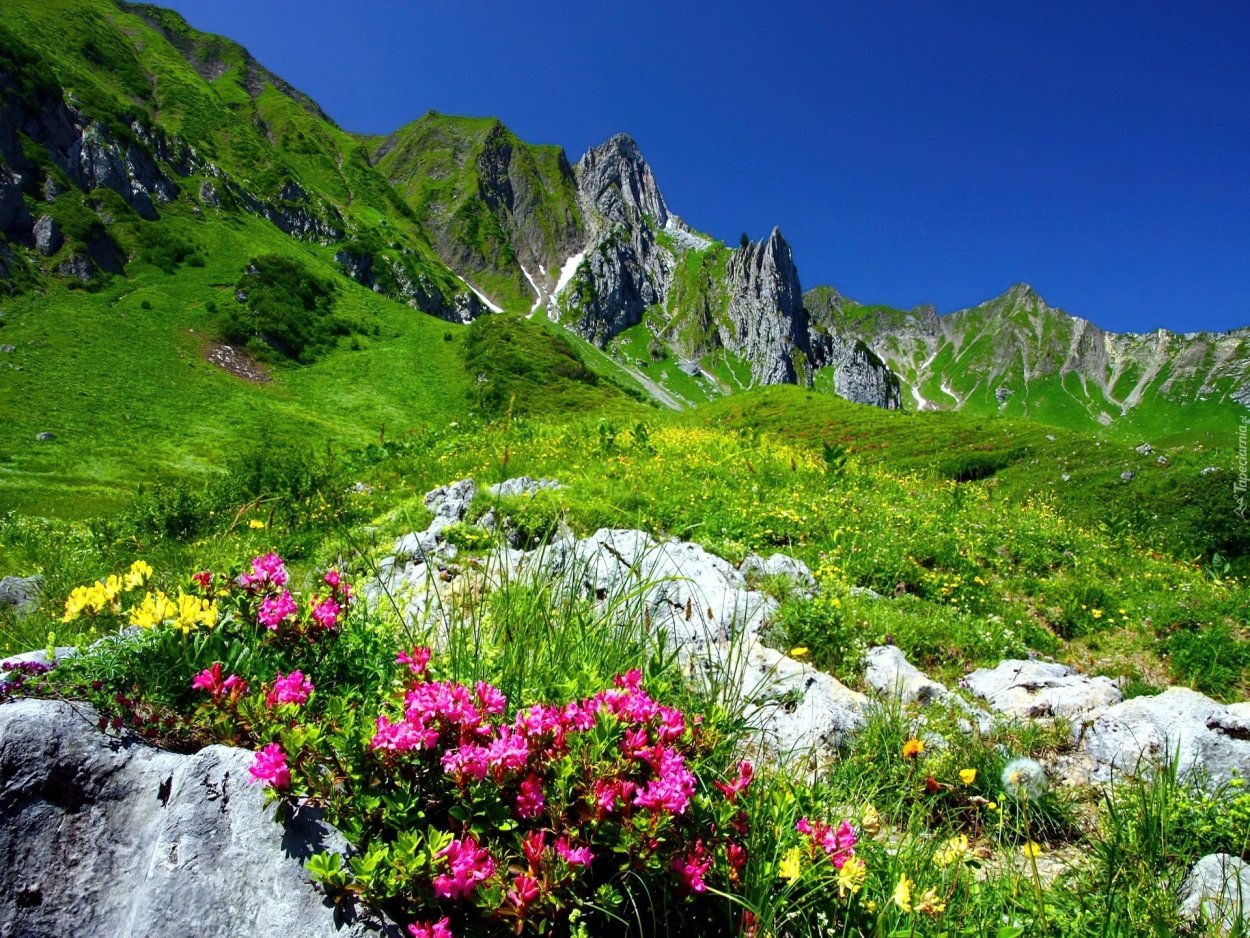 Национальный парк Маунт-Рейнир