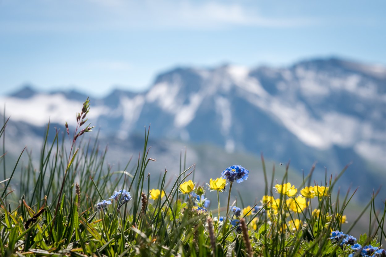 Альпийские Луга новая Зеландия