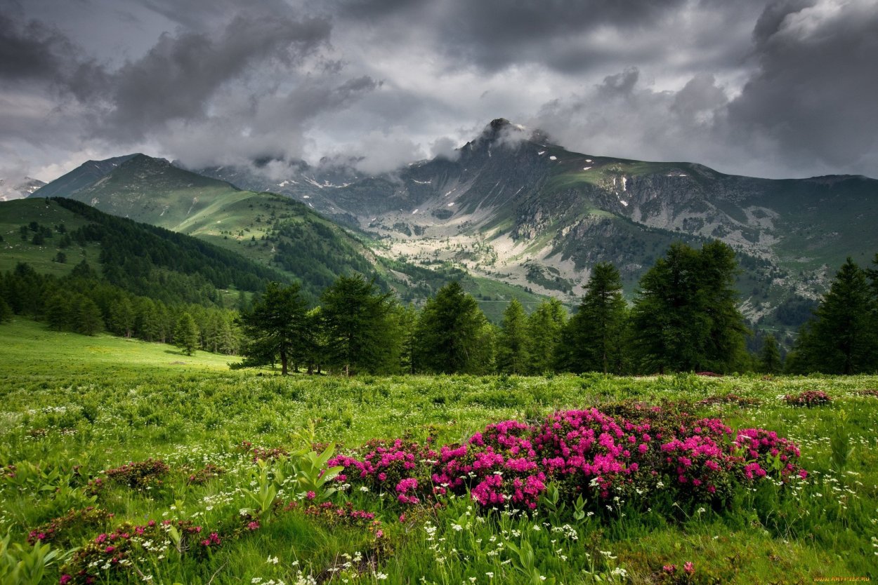 Кордильеры Альпийские Луга