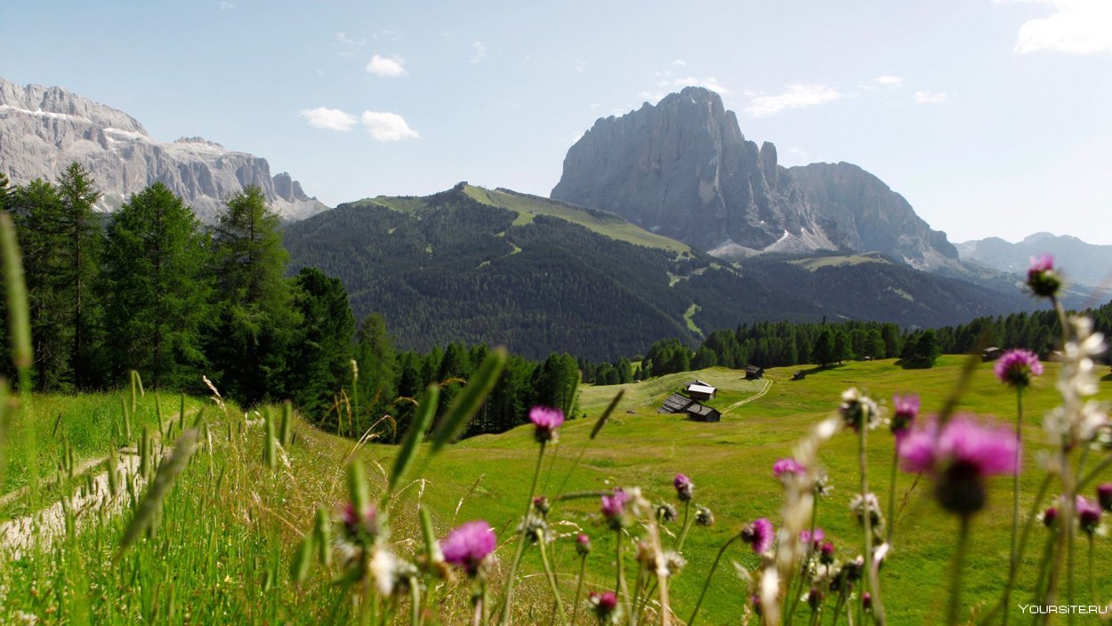 Альпийские Луга Кавказа . Эдельвейс