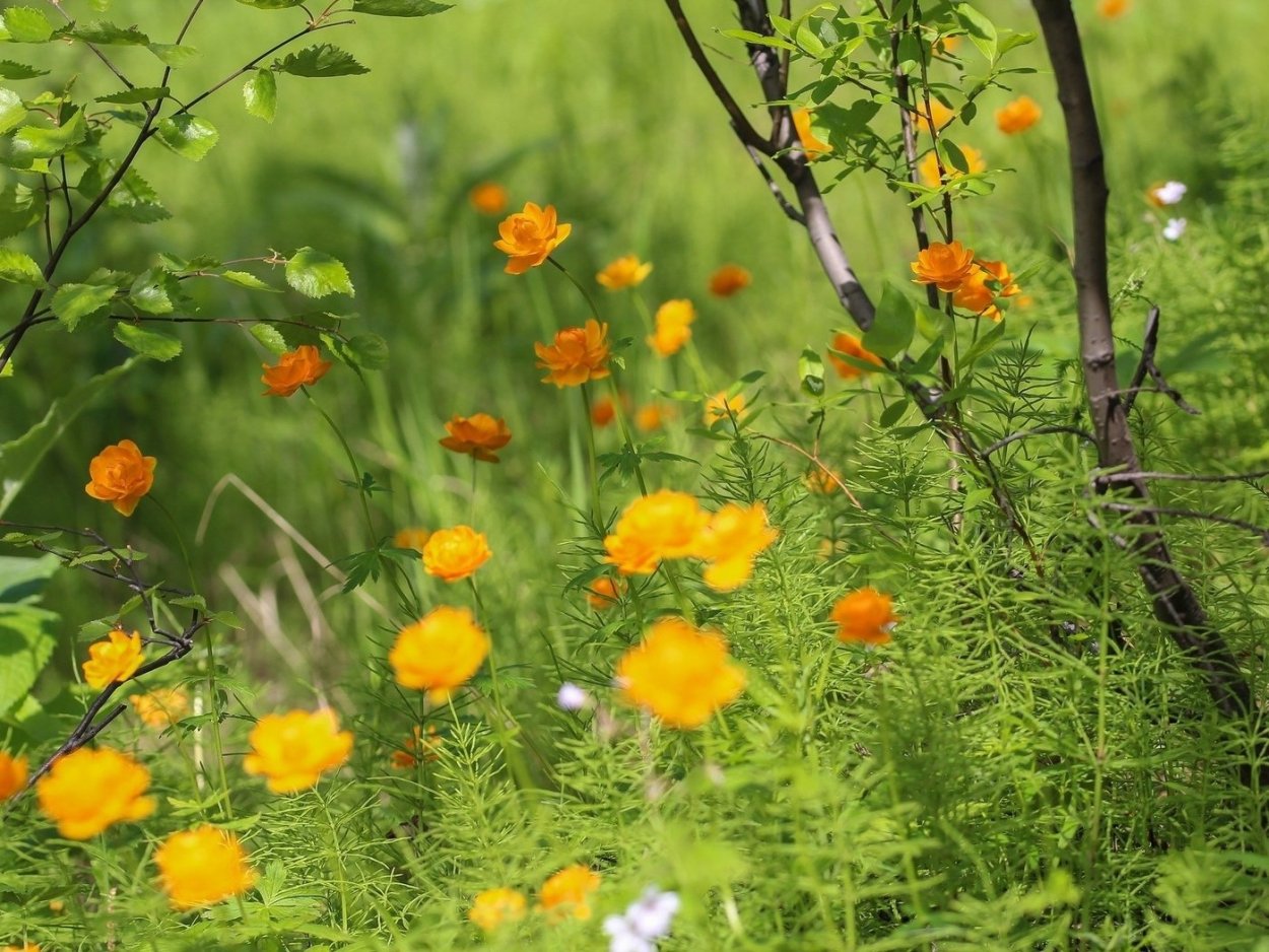 Осенние луговые цветы