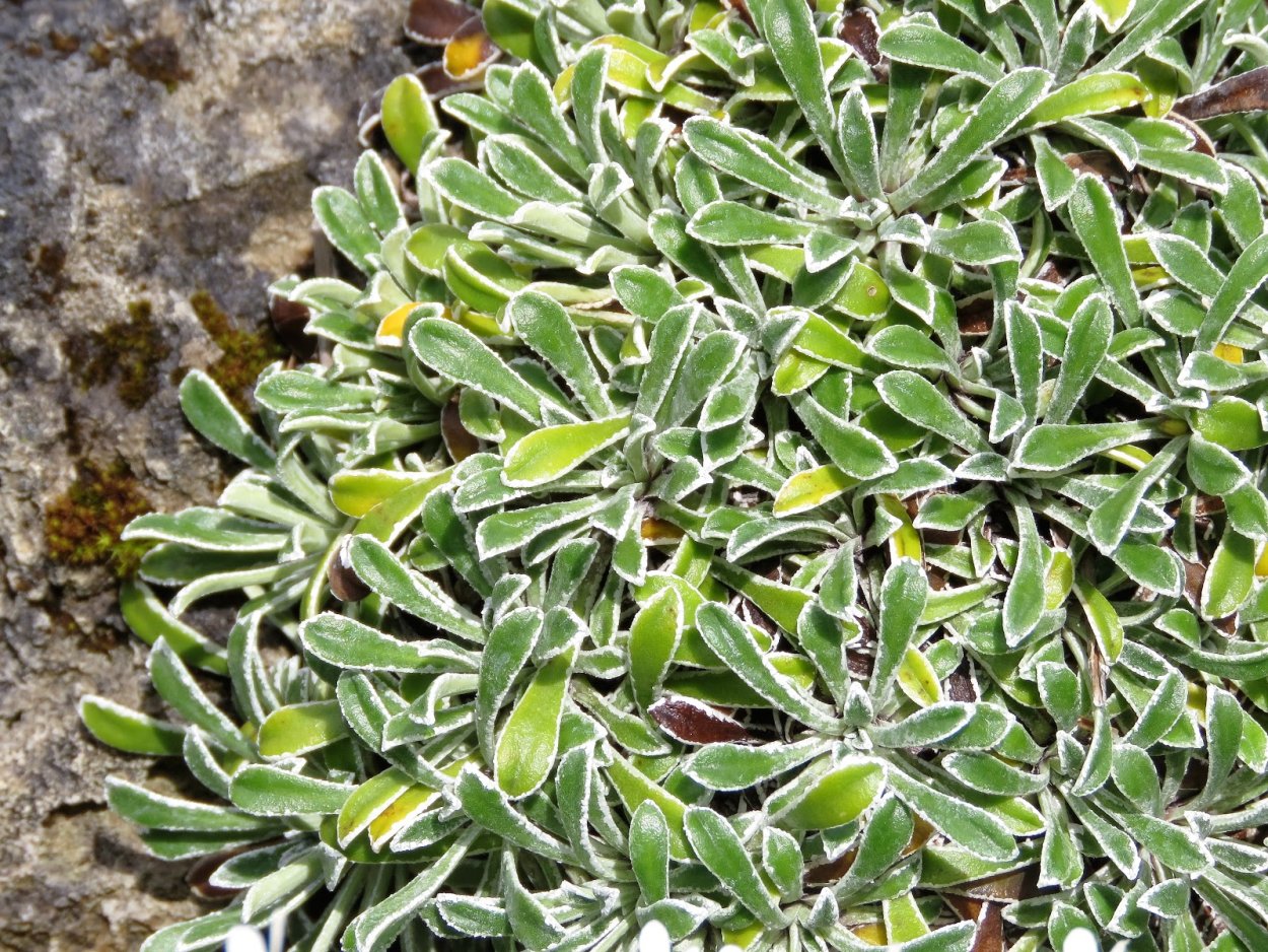 Камнеломка метельчатая Saxifraga